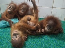 Temuan 5 Bayi Orang Utan di India, Otoritas Selidiki Jaringan Penyelundup Satwa