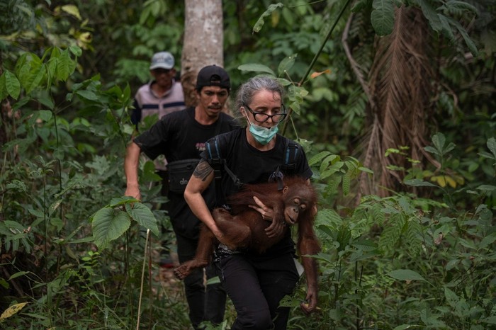 Penyelamatan orang utan yang terdampak karhutla di kebun warga Kayong Utara Kalbar. (dok YIARI)