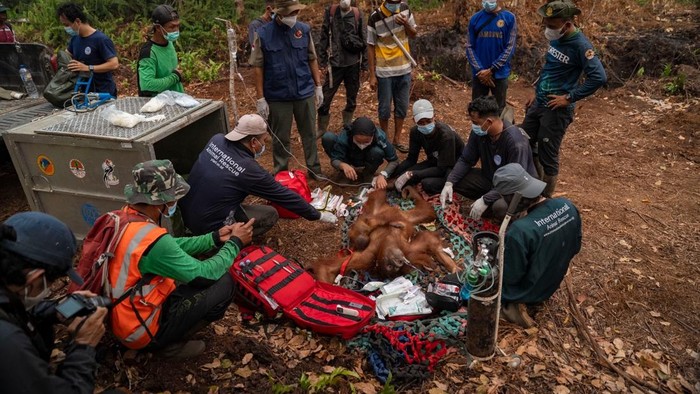 Penyelamatan orang utan yang terdampak karhutla di kebun warga Kayong Utara Kalbar. (dok YIARI)
