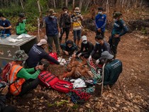 Kasihan, Habitat Kebakar 6 Orang Utan Terjebak di Kebun Warga Kayong Utara