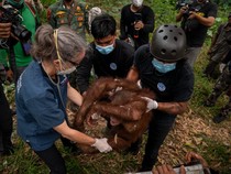 Momen Penyelamatan 6 Orang Utan Terjebak di Kebun Warga Kayong Utara