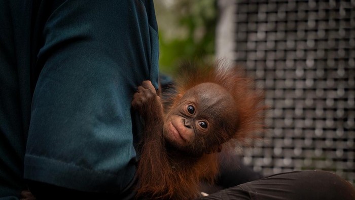 Penyelamatan orang utan yang terdampak karhutla di kebun warga Kayong Utara Kalbar. (Dok. YIARI)