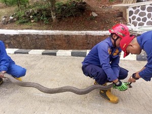 Kepanikan Saat King Kobra Bertamu ke UPTD Sapi Potong Ciamis