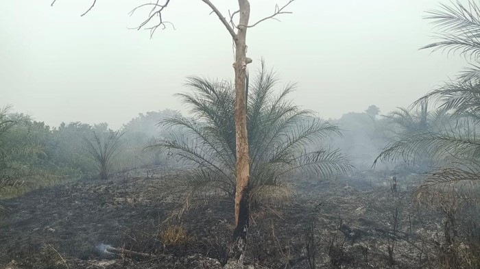 BPBD melakukan proses pemadaman karhutla di Muratara.