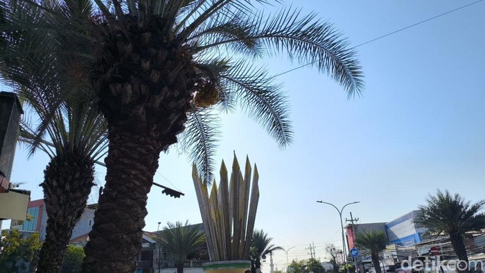 pohon kurma berbuah di gresik