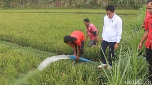 Penyaluran air tangki di subak Petang, Badung, Rabu (9/9/2026).