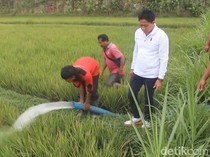 6 Subak di Petang Kering Kerontang, Pemkab Badung Pasok 3 Tangki Air