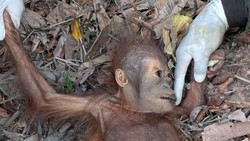 Kemarau Bikin Bayi Orang Utan Malnutrisi, Makin Menderita karena Karhutla