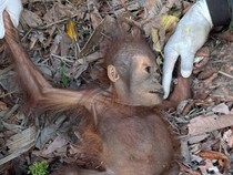 Kemarau Bikin Bayi Orang Utan Malnutrisi, Makin Menderita karena Karhutla