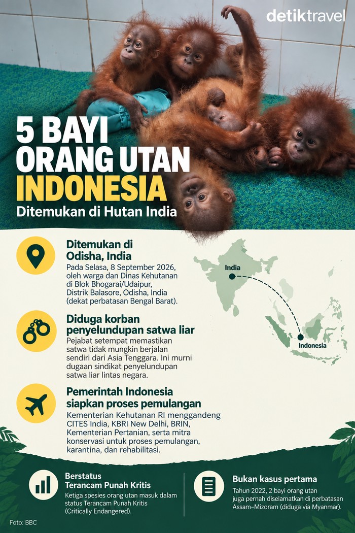 Bayi orang utan tanpa induk nyasar di India.