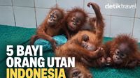 Kasihan, 6 Bayi Orang Utan Tanpa Induk Terlantar di India