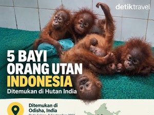Bisakah Bayi Orang Utan Hidup Tanpa Ibunya? Lima Ekor Ditemukan di Hutan India