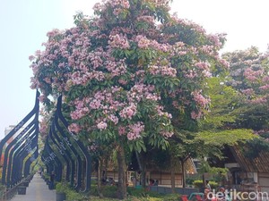 Kala Tabebuya Mengubah Wajah Cianjur Bak Negeri Sakura