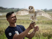 Burung Hantu Jadi Andalan Petani Semarang Kendalikan Hama Tikus