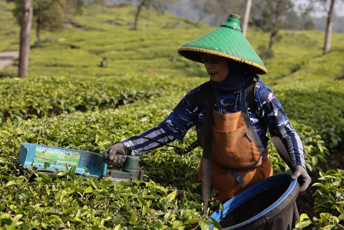Dari Teh hingga Agrowisata, Dana Bergulir LPDB Perkuat Bisnis Puskopkar PTPN VIII
