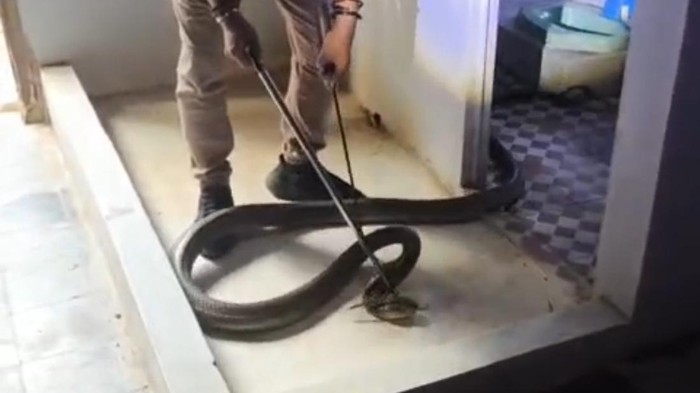 Evakuasi ular King Cobra jumbo di rumah warga Dusun Krajan 1, Desa Kaliurip, Kecamatan Kemiri, Purworejo, Jumat (11/9/2026).