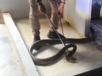 Detik-detik Tegang Penangkapan King Cobra Satroni Kamar Mandi Warga Purworejo