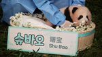 Genap 100 Hari, Anak Panda Shu Bao Jadi Bintang Baru di Everland Korea Selatan