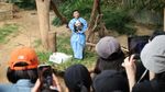 Genap 100 Hari, Anak Panda Shu Bao Jadi Bintang Baru di Everland Korea Selatan