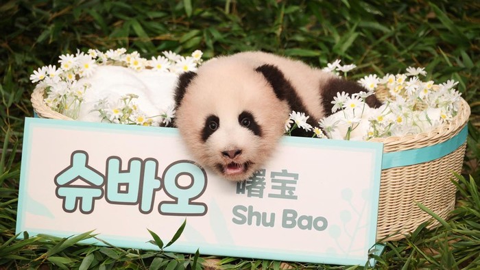 Giant panda cub Shu Bao during an event to announce its name for the first time marking its 100th day since birth, at Everland amusement park in Yongin, South Korea, September 11, 2026. REUTERS/Kim Hong-Ji