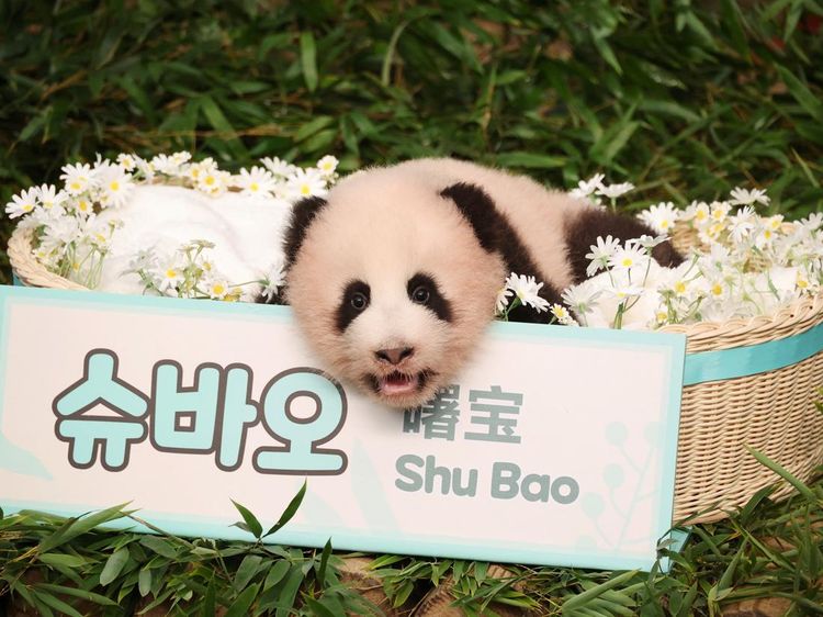 Genap 100 Hari, Anak Panda Shu Bao Jadi Bintang Baru di Everland Korea Selatan