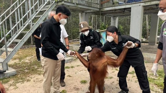 Gibran Tengok Kondisi Orang Utan Terdampak Asap Karhutla di Nyaru Menteng. (Dok Setwapres)
