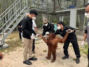 Catatan Pakar soal Kunjungan Gibran ke Korban MBG-Karhutla