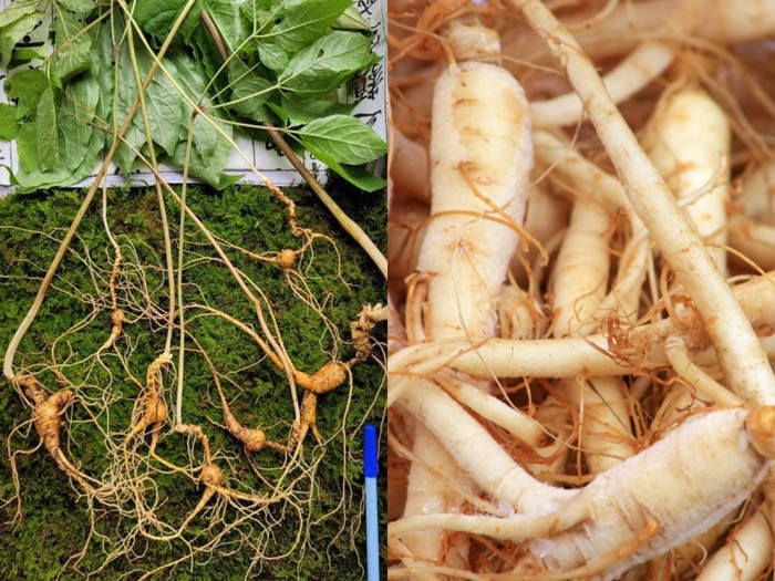 Ginseng liar berusia 100 tahun