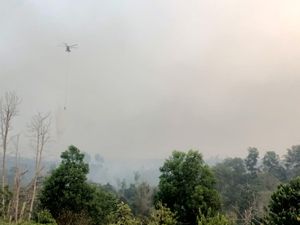 Karhutla Jambi Meluas, KKI Warsi: Lahan Bekas Terbakar Harus Dipantau