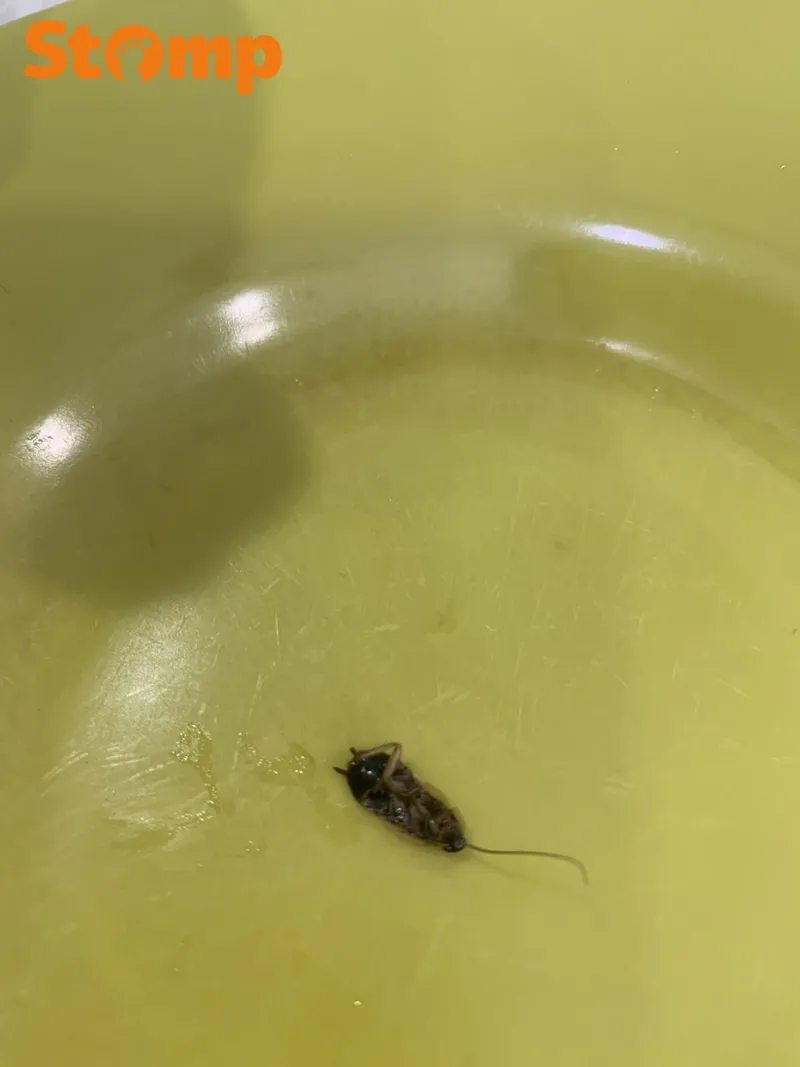 Hiii! Wanita Ini Hampir Telan Kecoak Saat Minum Teh Hiii! Wanita Ini Hampir Telan Kecoak Saat Minum Teh