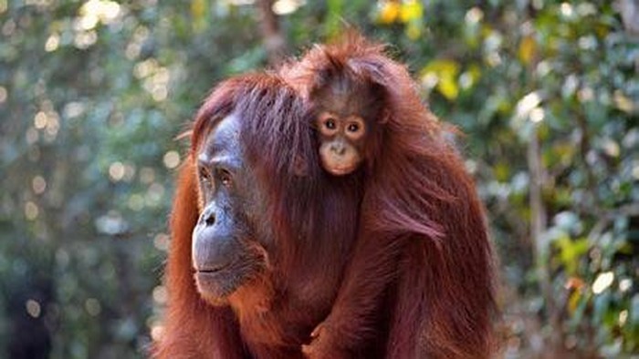 Induk dan anak orang utan di TN Tanjung Puting.
