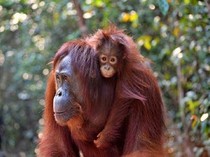 Tanjung Puting Terbakar, Ini 7 Satwa Ikonik yang Kehilangan Habitatnya