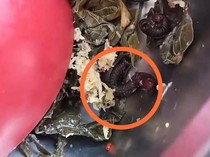 SPPG di Pasangkayu Disetop Buntut Temuan Kaki Seribu di Menu MBG Ibu Hamil