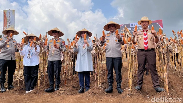 Kapolda Jatim Irjen Nanang Avianto bersama ketua HKTI Jatim Arum Sabil saat memanen benih jagung Bhayangkara di Green Farm.