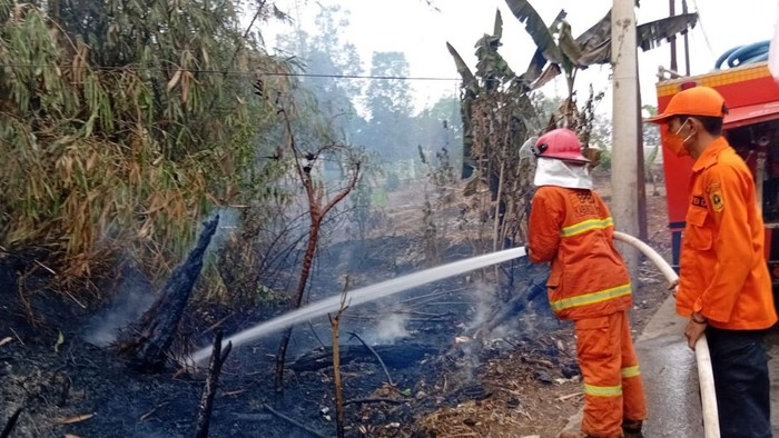 Kebakaran lahan 500 meter persegi di Tenjo Bogor (dok. BPBD)
