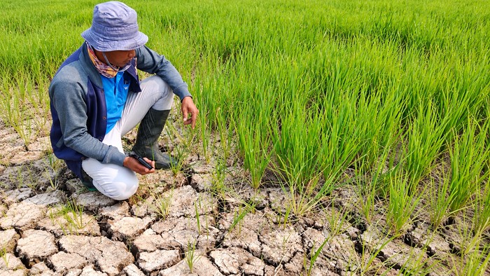 Kekeringan ancam lahan pertanian di Jambi