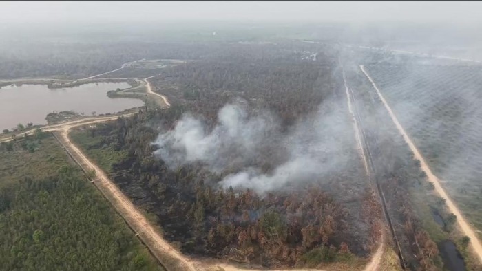 Kondisi saat ini Kebun Raya Sriwijaya yang kembali terbakar