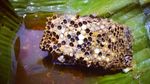 Tak Biasa! 8 Kuliner Ekstrem Indonesia yang Dibuat dari Tikus hingga Darah