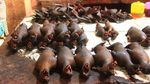 Tak Biasa! 8 Kuliner Ekstrem Indonesia yang Dibuat dari Tikus hingga Darah
