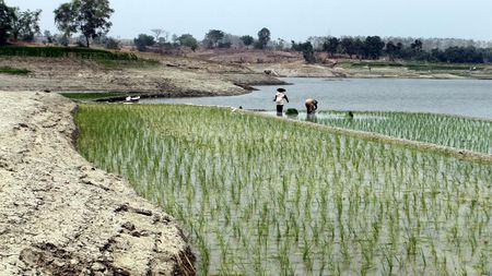 Menanam di Tepian Waduk yang Surut, Ikhtiar Petani Ngawi Hadapi Kemarau