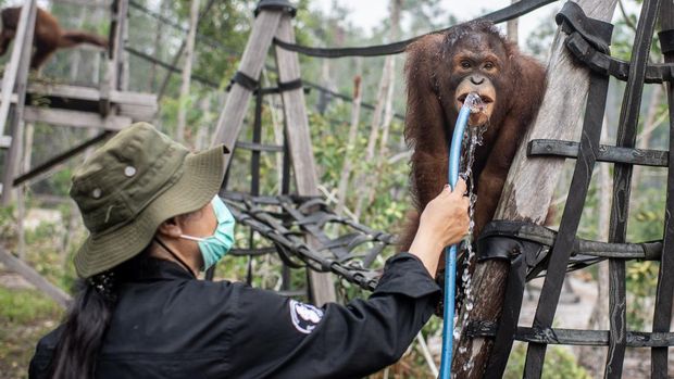 Menjaga Kesehatan Orang Utan di Tengah Kepungan Kabut Asap Karhutla Pengasuh memberikan susu kepada sejumlah individu orang utan (Pongo pygmaeus) di Sekolah Orang Utan Nyaru Menteng, Palangka Raya, Kalimantan Tengah, Kamis (10/9/2026). Balai Konservasi Sumber Daya Alam (BKSDA) Kalimantan Tengah bersama Yayasan Borneo Orangutan Survival Foundation memberikan tambahan asupan susu, makanan dan madu untuk menjaga kondisi kesehatan orang utan setelah menemukan 21 individu menunjukkan gejala gangguan pernapasan yang konsisten dengan ISPA di tengah ancaman kabut asap akibat kebakaran hutan dan lahan (karhutla). ANTARA FOTO/Bayu Pratama S/tom.