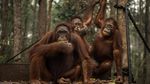Menjaga Kesehatan Orang Utan di Tengah Kepungan Kabut Asap Karhutla