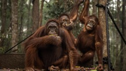 47 Orang Utan Diterapi Nebulizer usai Terserang ISPA akibat Karhutla