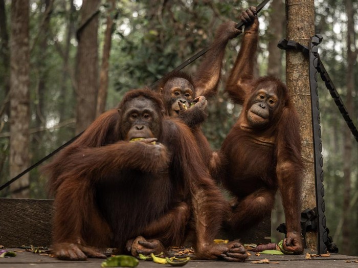 Pengasuh memberikan susu kepada sejumlah individu orang utan (Pongo pygmaeus) di Sekolah Orang Utan Nyaru Menteng, Palangka Raya, Kalimantan Tengah, Kamis (10/9/2026). Balai Konservasi Sumber Daya Alam (BKSDA) Kalimantan Tengah bersama Yayasan Borneo Orangutan Survival Foundation memberikan tambahan asupan susu, makanan dan madu untuk menjaga kondisi kesehatan orang utan setelah menemukan 21 individu menunjukkan gejala gangguan pernapasan yang konsisten dengan ISPA di tengah ancaman kabut asap akibat kebakaran hutan dan lahan (karhutla). ANTARA FOTO/Bayu Pratama S/tom.