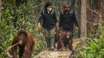 Menjaga Kesehatan Orang Utan di Tengah Kepungan Kabut Asap Karhutla