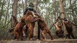 Menjaga Kesehatan Orang Utan di Tengah Kepungan Kabut Asap Karhutla