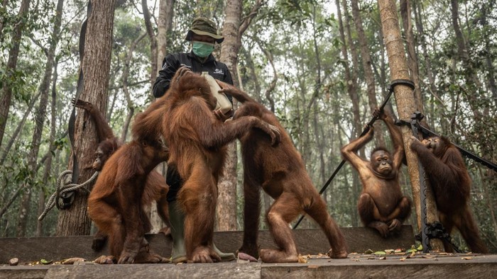 Pengasuh memberikan susu kepada sejumlah individu orang utan (Pongo pygmaeus) di Sekolah Orang Utan Nyaru Menteng, Palangka Raya, Kalimantan Tengah, Kamis (10/9/2026). Balai Konservasi Sumber Daya Alam (BKSDA) Kalimantan Tengah bersama Yayasan Borneo Orangutan Survival Foundation memberikan tambahan asupan susu, makanan dan madu untuk menjaga kondisi kesehatan orang utan setelah menemukan 21 individu menunjukkan gejala gangguan pernapasan yang konsisten dengan ISPA di tengah ancaman kabut asap akibat kebakaran hutan dan lahan (karhutla). ANTARA FOTO/Bayu Pratama S/tom.