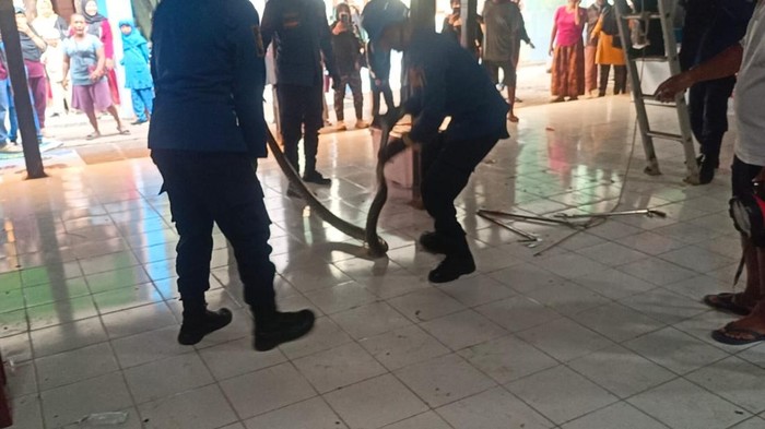 Petugas DPKP saat mengevakuasi ular sanca dari kantin sekolah di Kota Cirebon