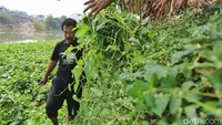 Kangkung yang telah dicacah kemudian dicampur dengan dedak atau makanan unggas lainnya.