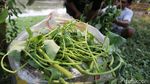 Saat Kemarau, Kangkung Liar BKB Jadi Pakan Bebek